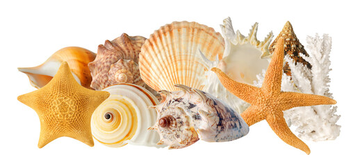 abundant collection of diverse ocean seashells, starfish, and coral