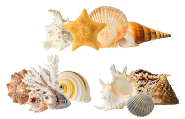 natural assortment of seashells, coral, and starfish