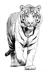 Obraz premium Detailed pen and ink illustration of a walking tiger with striking features