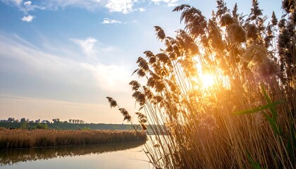 Golden sunset over a tranquil lake with tall grasses