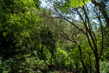 green forest in the morning