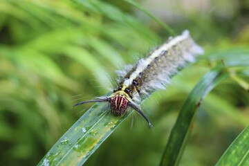 Fuzzy caterpillar explores vibrant green leaf, appearing calm and curious in nature