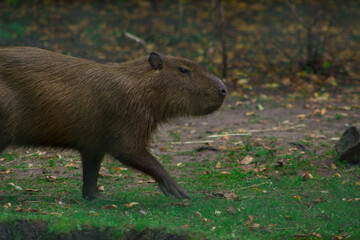 A cheerful little capybara running on green grass