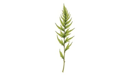 Fototapeta premium Green Fern Leaf on White Background Botanical Illustration