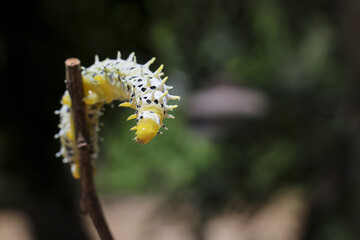 Vibrant yellow caterpillar peacefully perching on brown branch in natural outdoor environment