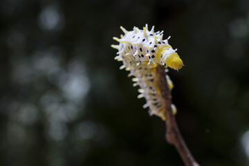 White spiky caterpillar insect perched calmly on branch, showcasing wildlife
