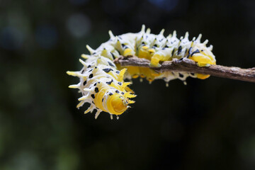 Vibrant yellow and white caterpillar with black spots, crawling on brown branch