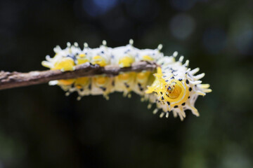 Vibrant yellow and white caterpillar peacefully rests on slender branch in nature