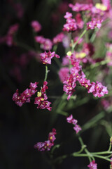 Delicate pink blossoms burst vibrantly, offering peaceful and beautiful natural view