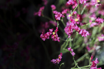 Vibrant magenta flowers bloom beautifully dark background, showcasing nature delicate artistry