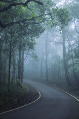 Obraz premium Curving road disappears into mysterious, foggy forest, evoking tranquil journey