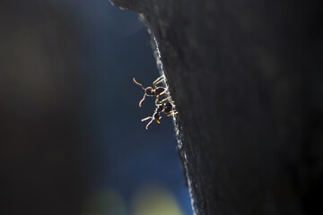 Curious ant peeking out from behind dark rock surface at night