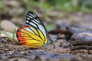 Close up colorful wild butterfly with vibrant wings resting on serene ground