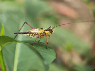 ​A vibrant, detailed close-up of a colorful cricket perched gracefully on a lush green leaf in its natural habitat.