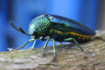 Beautiful green jewel beetle, an iridescent metallic insect walking on wood