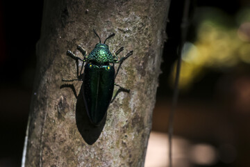 Metallic green jewel beetle resting calmly on rough tree bark in natural environment