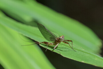 Delicate mayfly rests peacefully on vibrant green leaf, small insect in nature