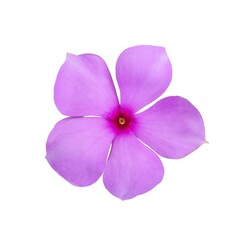 Obraz premium Beautiful Isolated Pink Periwinkle Flower