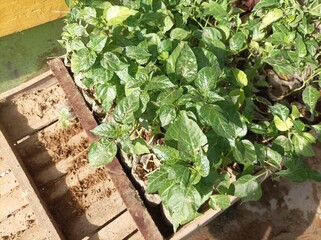 Chili plant seeds before being transplanted into the field
