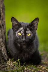 A black cute kitten is yawning and sitting in front of the cement wall.