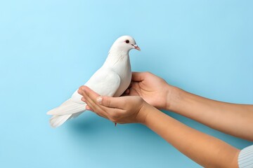 Gentle Hands Hold a White Dove Against a Soft Blue Background Symbolizing Peace