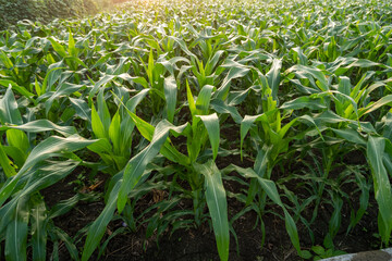 corn field in the morning