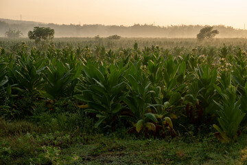 tobacco plant field at sunset