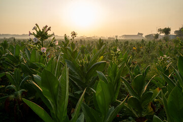 tobacco plants field at sunrise