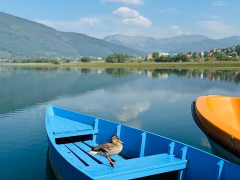 View of Plav Lake, Montenegro, with colorful boats and a duck resting on one of them