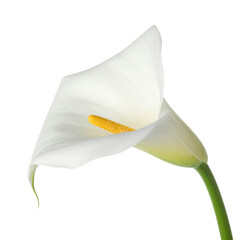 Elegant White Calla Lily Flower with Yellow Spadix Isolated on Black Background