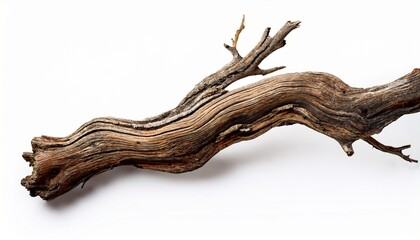 Fototapeta premium dry weathered tree branch isolated on white background