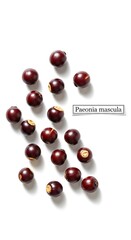 Pacaya Seeds, Close-up Image.