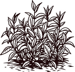 Hand drawn tea plant bush in vintage engraved isolated on white background illustration