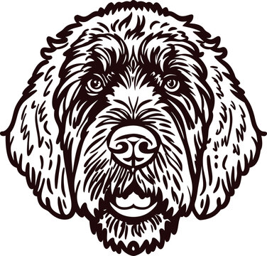 Detailed hand drawn labradoodle dog face with expressive eyes and fluffy fur, black line illustration on white