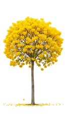 Yellow Tree in Autumn.