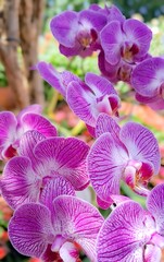 Colorful orchids in a garden