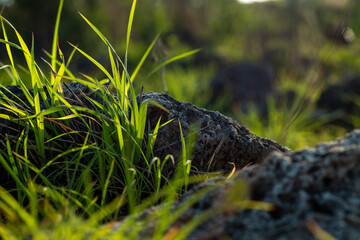 grass and rock