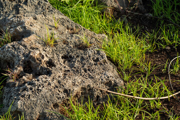 grass on the ground