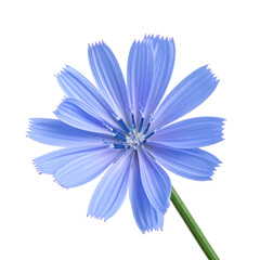 Obraz premium Close-up of a Blue Chicory Flower Isolated on a Black Background