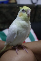 Colorful pet parakeet perched on arm, vibrant green and yellow feathers, playful companion inside cozy home setting.