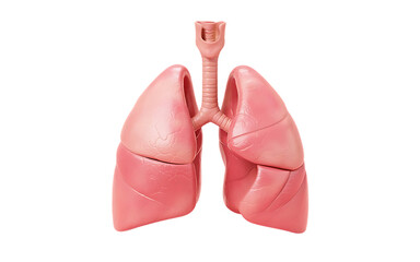 Fototapeta premium 3d medical rendering of healthy human lungs and trachea anatomical representation