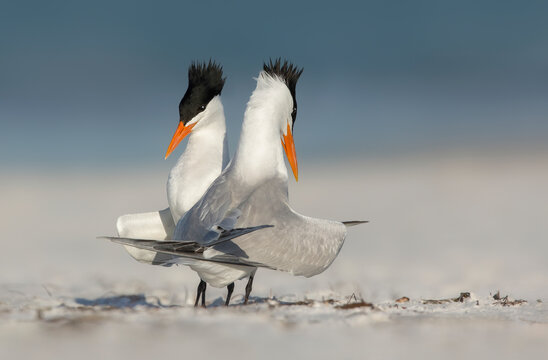 Two Courting Royal Tern birds (Thalasseus maximus) standing on a sandy beach performing a mating ritual, Sarasota, Florida, USA