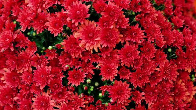 Bright red chrysanthemums blooming densely in a garden with dark green leaves.