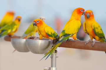 sun conure parrot free flying bird