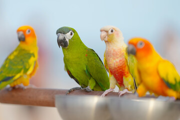 Red-shouldered hestnut macaw parrot free flying bird 