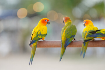 sun conure parrot free flying bird