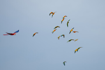 sun conure parrot free flying bird