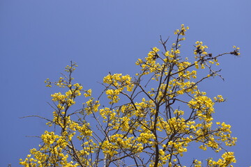 Árvore de Ypê amarelo florido, pé típico do brasil com flores amareladas e céu azulado