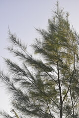 Galhos de pinheiro verde, árvore com troncos finos e folhas pequenas, 