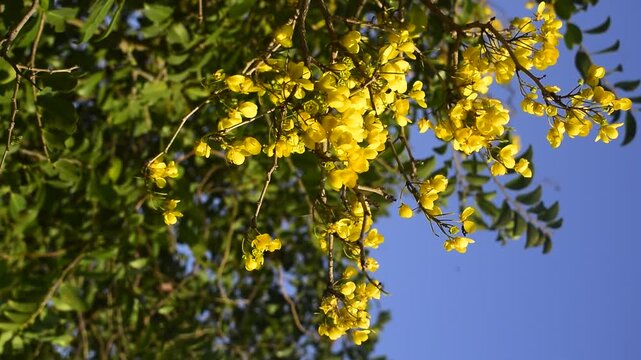 Galho com flores amarelas desabrochadas em meio a folhas verdes em paisagem na caatinga